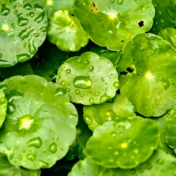 Centella asiatica for skin