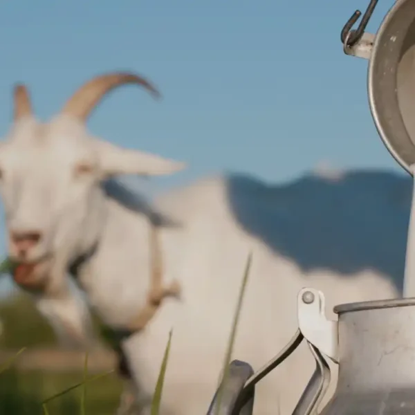 Farmer Pours Goat's Milk Into Can