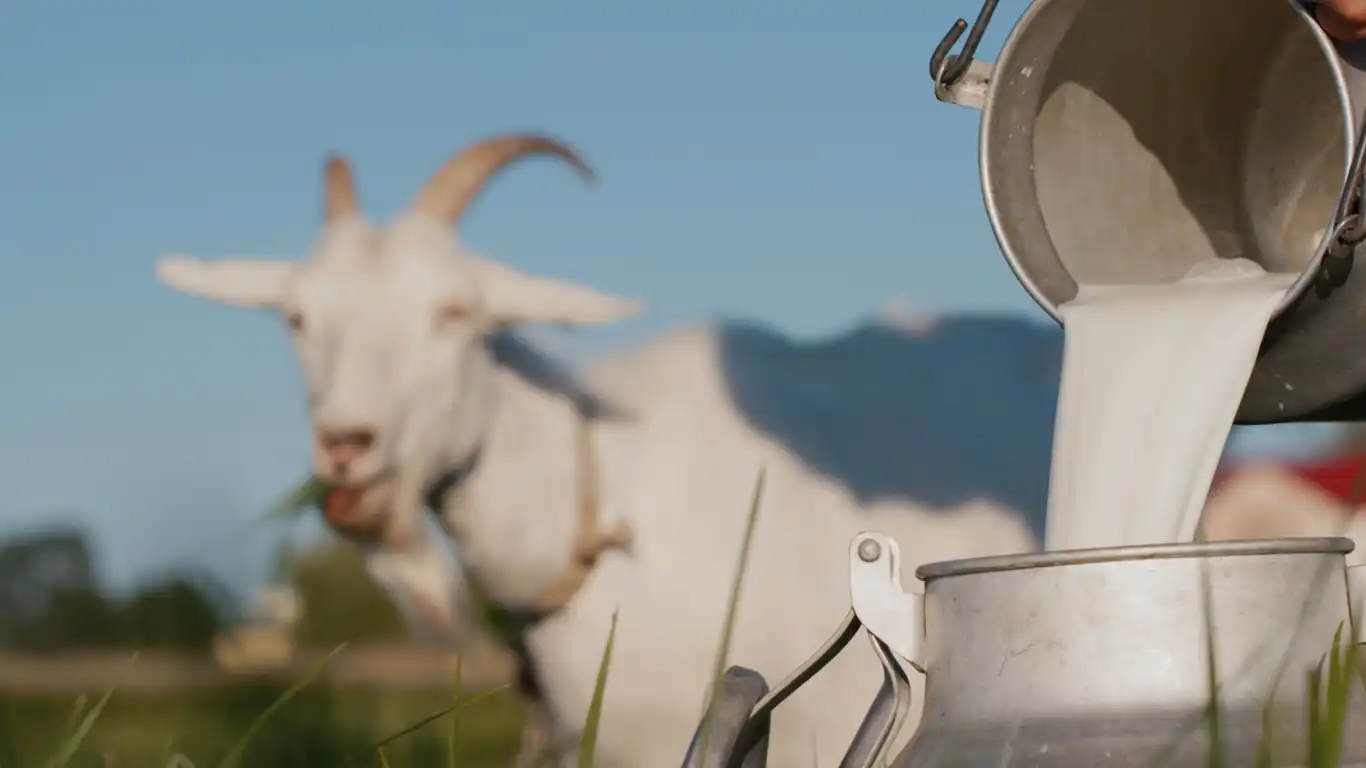 Farmer Pours Goat's Milk Into Can